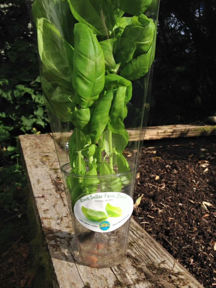 rootseller farm fresh hydroponic basil Rootseller Farm