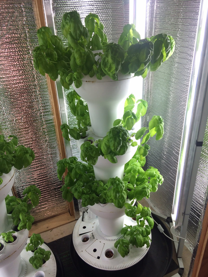 rootseller farm fresh hydroponic basil Rootseller Farm